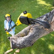 Best Lawn Disease Treatment  in Apollo Beach, FL